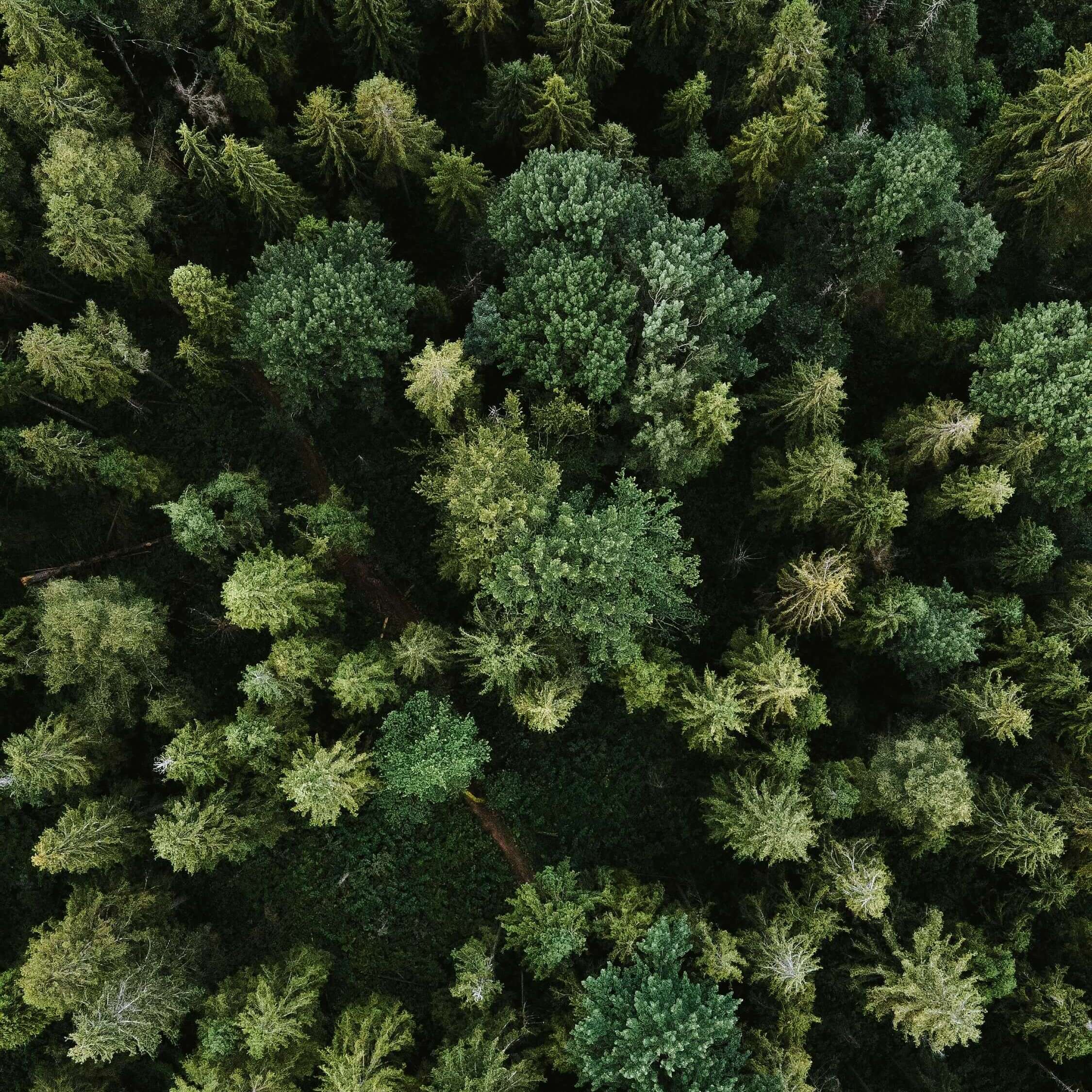Forest reforestation